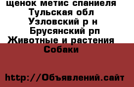 щенок метис спаниеля - Тульская обл., Узловский р-н, Брусянский рп Животные и растения » Собаки   